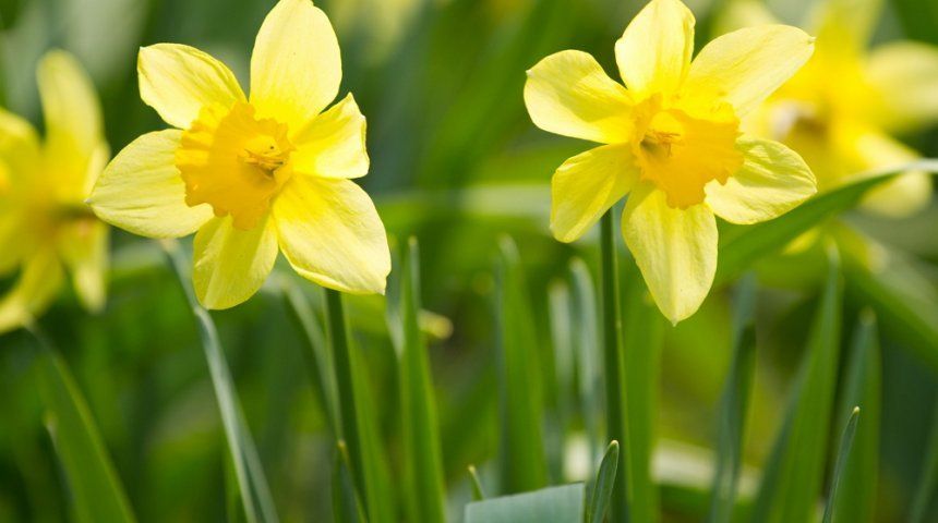 Весенний цветок Нарцисс